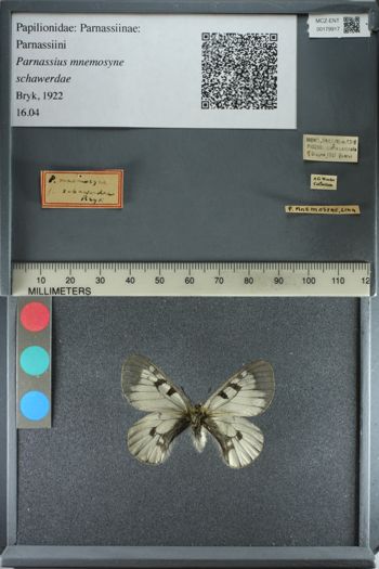 Media type: image;   Entomology 179917
